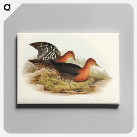 アートパネル-Red-necked Rail
 - オーストラリアの鳥 Canvas.