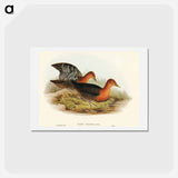 アートポストカード-Red-necked Rail
 - オーストラリアの鳥 Postcard.