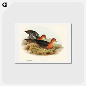 アートポストカード-Red-necked Rail
 - オーストラリアの鳥 Postcard.