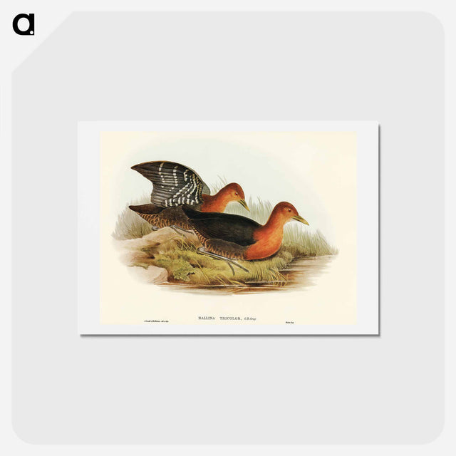 アートポストカード-Red-necked Rail
 - オーストラリアの鳥 Postcard.