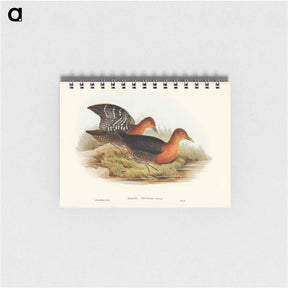 アートメモ帳-Red-necked Rail
 - オーストラリアの鳥 Memo.