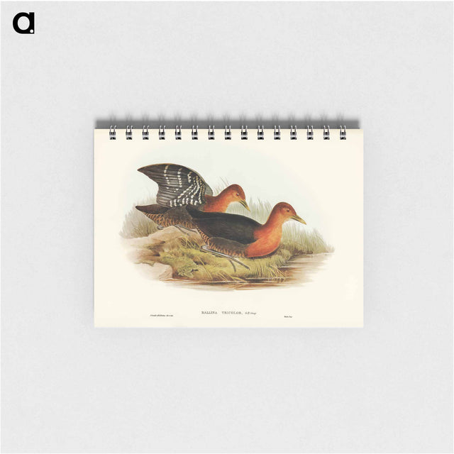 アートメモ帳-Red-necked Rail
 - オーストラリアの鳥 Memo.