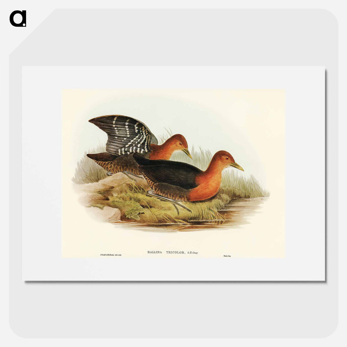 アートポスター-Red-necked Rail
 - オーストラリアの鳥 Poster.