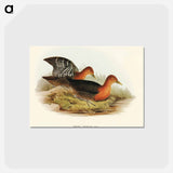 アートポストカード-Red-necked Rail
 - オーストラリアの鳥 Postcard.