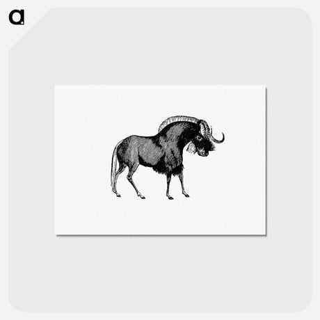 アートポストカード-Wildebeest
 - 大英図書館 Postcard.