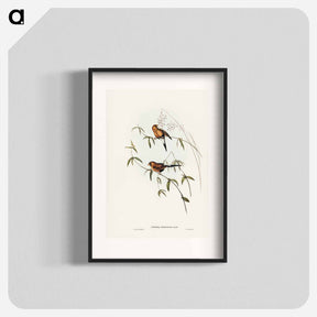 アートポスター-Masked Grass Finch
 - ジョン グールド Poster.