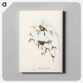 アートパネル-Masked Grass Finch
 - ジョン グールド Canvas.