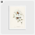 アートポストカード-Masked Grass Finch
 - ジョン グールド Postcard.