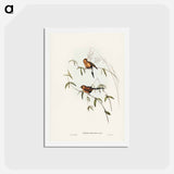 アートポストカード-Masked Grass Finch
 - ジョン グールド Postcard.