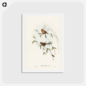 アートポストカード-Masked Grass Finch
 - ジョン グールド Postcard.
