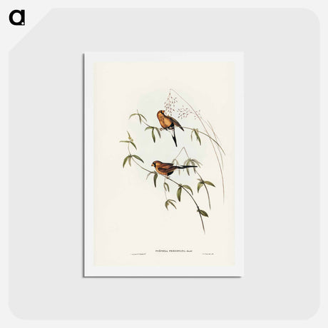 アートポストカード-Masked Grass Finch
 - ジョン グールド Postcard.