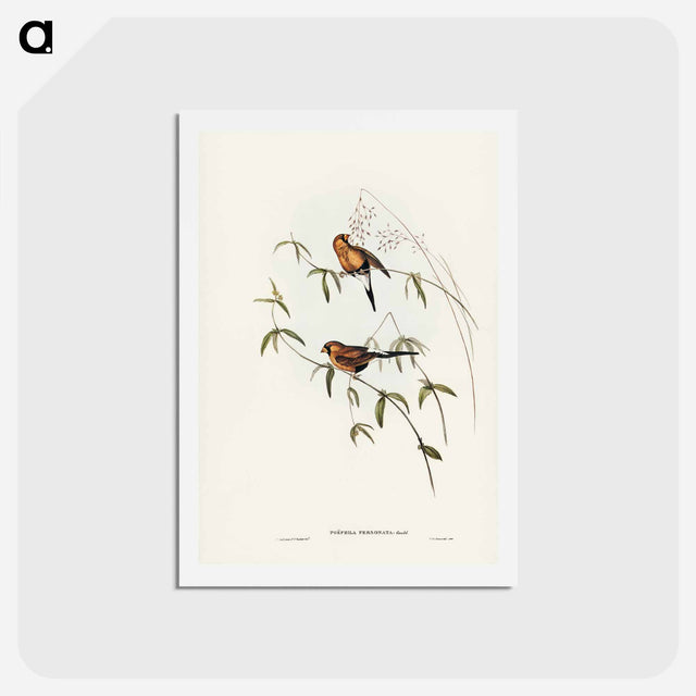 アートポストカード-Masked Grass Finch
 - ジョン グールド Postcard.