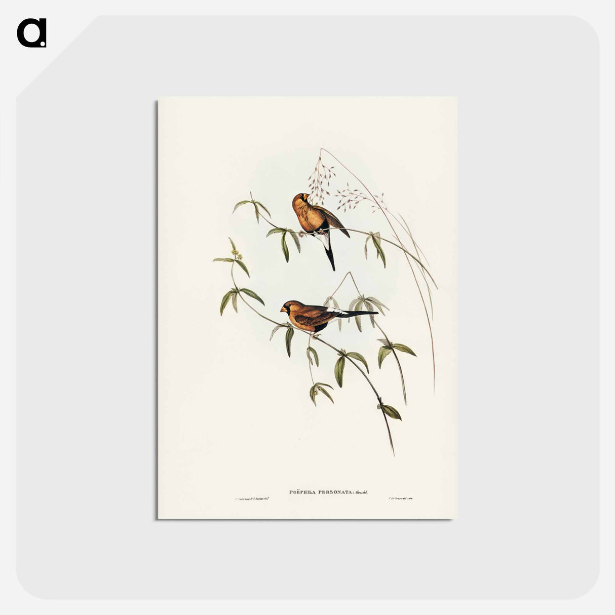 アートポストカード-Masked Grass Finch
 - ジョン グールド Postcard.