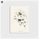 アートポストカード-Masked Grass Finch
 - ジョン グールド Postcard.
