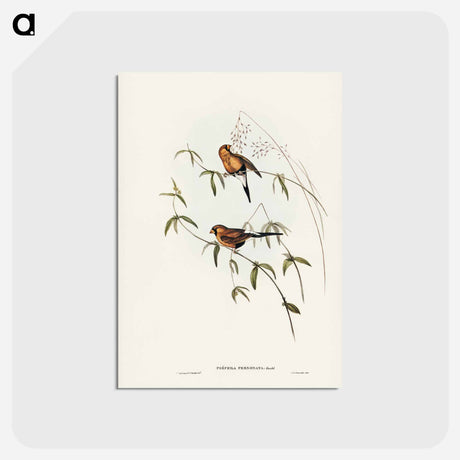 アートポストカード-Masked Grass Finch
 - ジョン グールド Postcard.