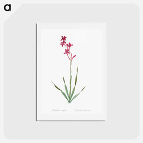 アートポストカード-Bugle lily illustration - ピエール ジョゼフ ルドゥーテ Postcard.