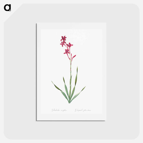アートポストカード-Bugle lily illustration - ピエール ジョゼフ ルドゥーテ Postcard.