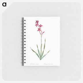 アートメモ帳-Bugle lily illustration - ピエール ジョゼフ ルドゥーテ Memo.