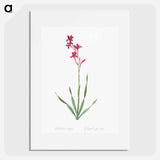 Bugle lily illustration - ピエール ジョゼフ ルドゥーテ Poster.