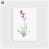 アートポストカード-Bugle lily illustration - ピエール ジョゼフ ルドゥーテ Postcard.