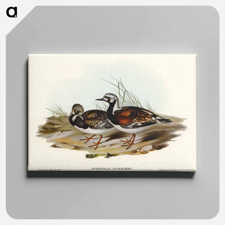 アートパネル-Turnstone
 - オーストラリアの鳥 Canvas.