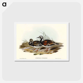 アートポストカード-Turnstone
 - オーストラリアの鳥 Postcard.