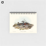 アートメモ帳-Turnstone
 - オーストラリアの鳥 Memo.