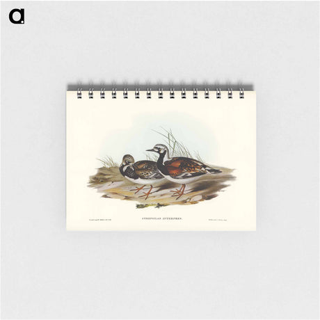 アートメモ帳-Turnstone
 - オーストラリアの鳥 Memo.