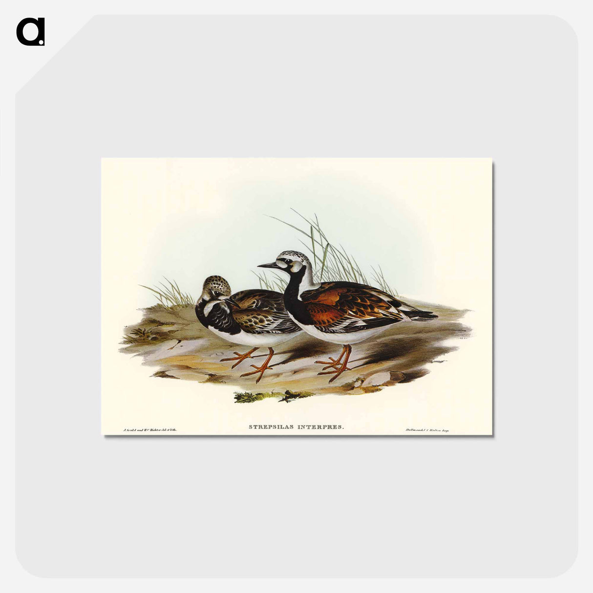 アートポストカード-Turnstone
 - オーストラリアの鳥 Postcard.
