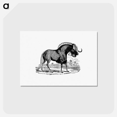 アートポストカード-Wildebeest
 - 大英図書館 Postcard.