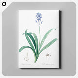 アートパネル-Spanish bluebell illustration - ピエール ジョゼフ ルドゥーテ Canvas.