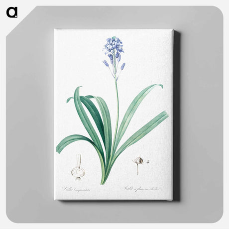 アートパネル-Spanish bluebell illustration - ピエール ジョゼフ ルドゥーテ Canvas.