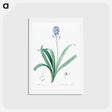 アートポストカード-Spanish bluebell illustration - ピエール ジョゼフ ルドゥーテ Postcard.
