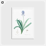 アートポストカード-Spanish bluebell illustration - ピエール ジョゼフ ルドゥーテ Postcard.