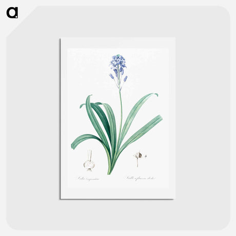 アートポストカード-Spanish bluebell illustration - ピエール ジョゼフ ルドゥーテ Postcard.