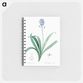 アートメモ帳-Spanish bluebell illustration - ピエール ジョゼフ ルドゥーテ Memo.