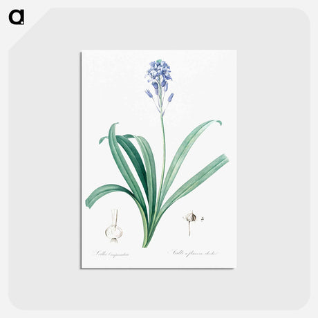 アートポストカード-Spanish bluebell illustration - ピエール ジョゼフ ルドゥーテ Postcard.