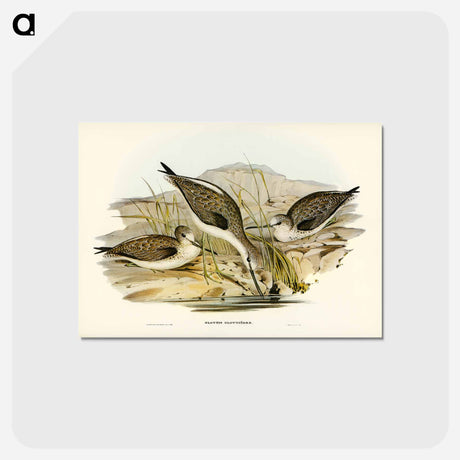 アートポストカード-Australian Greenshank
 - オーストラリアの鳥 Postcard.