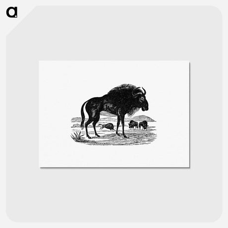 アートポストカード-Wildebeest
 - 大英図書館 Postcard.