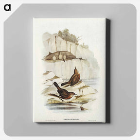 アートパネル-Rock Warbler
 - ジョン グールド Canvas.