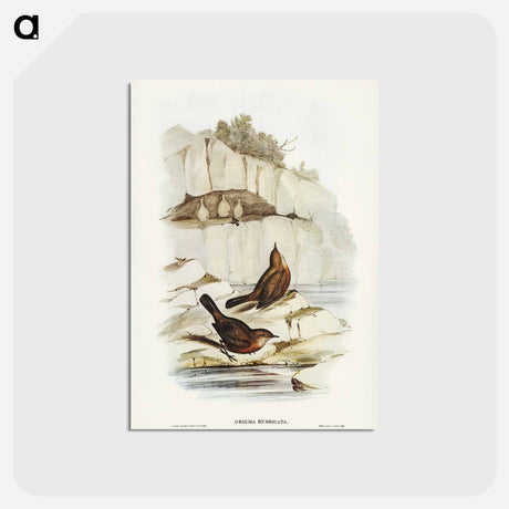アートポストカード-Rock Warbler
 - ジョン グールド Postcard.