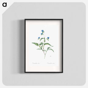 アートポスター-Blue spiderwort illustration - ピエール ジョゼフ ルドゥーテ Poster.