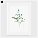 Blue spiderwort illustration - ピエール ジョゼフ ルドゥーテ Poster.