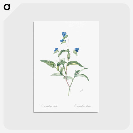 アートポストカード-Blue spiderwort illustration - ピエール ジョゼフ ルドゥーテ Postcard.