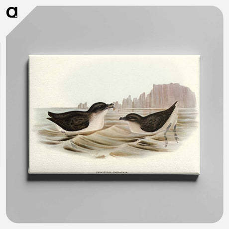 アートパネル-Diving Petrel
 - オーストラリアの鳥 Canvas.