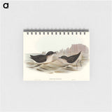 アートメモ帳-Diving Petrel
 - オーストラリアの鳥 Memo.