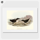 アートポスター-Diving Petrel
 - オーストラリアの鳥 Poster.