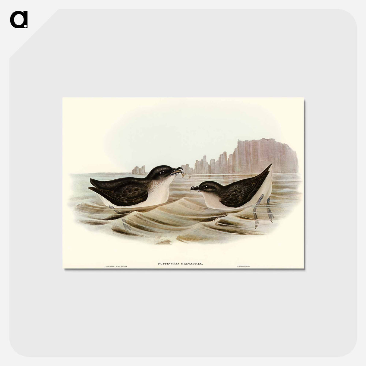 アートポストカード-Diving Petrel
 - オーストラリアの鳥 Postcard.