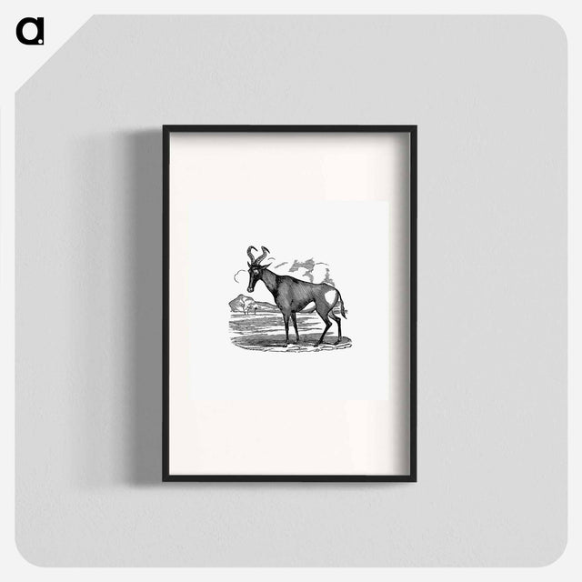 アートポスター-Hartebeest from Adventures in the far interior of South Africa
 - 大英図書館 Poster.