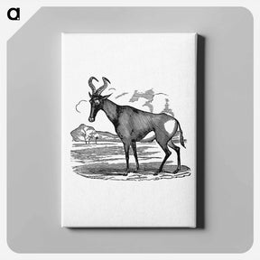 アートパネル-Hartebeest from Adventures in the far interior of South Africa
 - 大英図書館 Canvas.